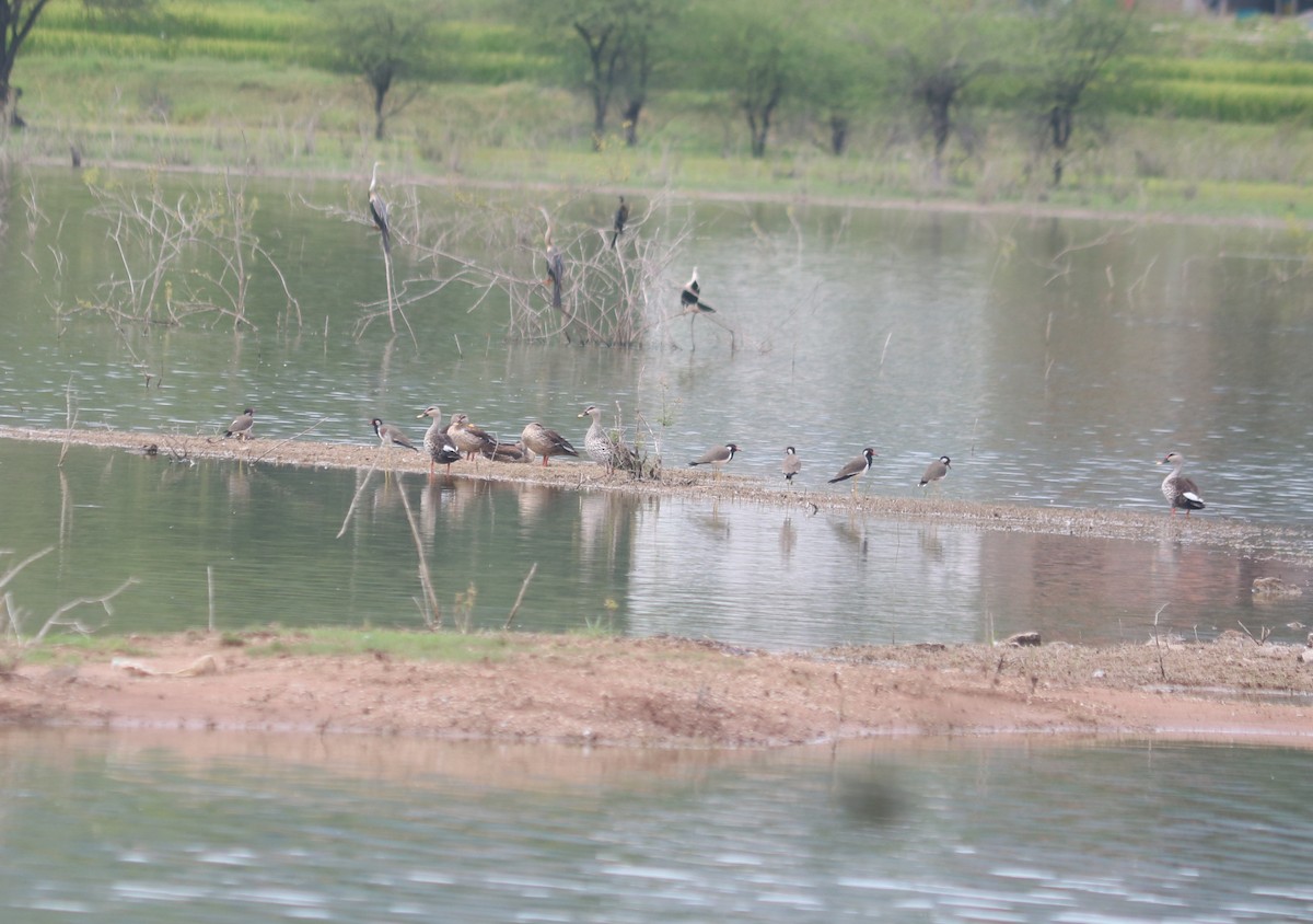 Indian Spot-billed Duck - ML642900120