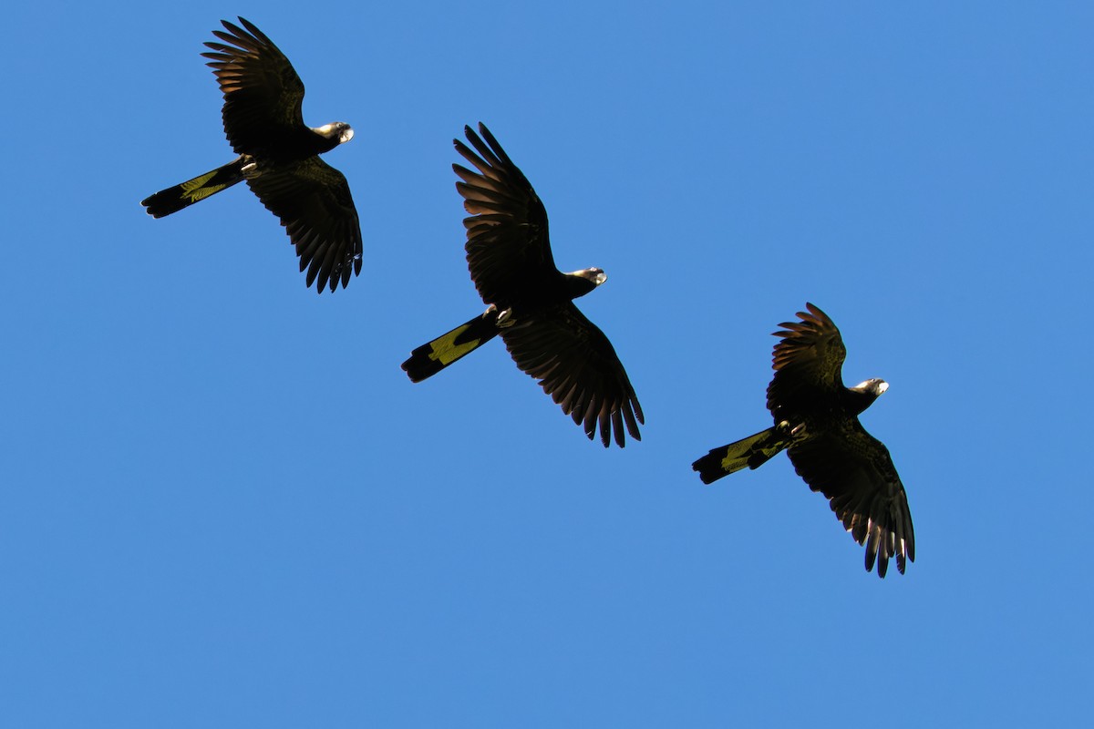Yellow-tailed Black-Cockatoo - ML642900124