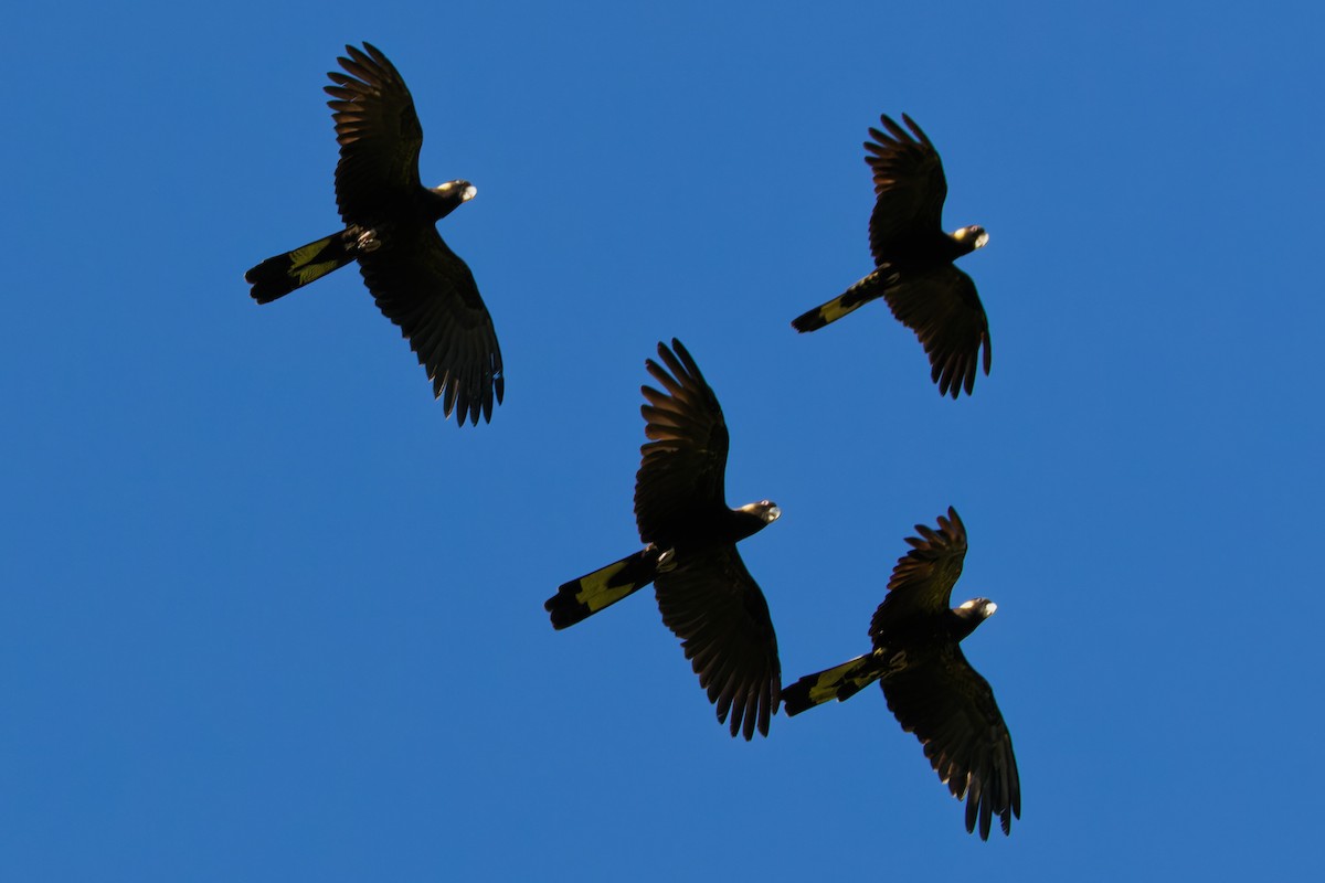 Yellow-tailed Black-Cockatoo - ML642900126