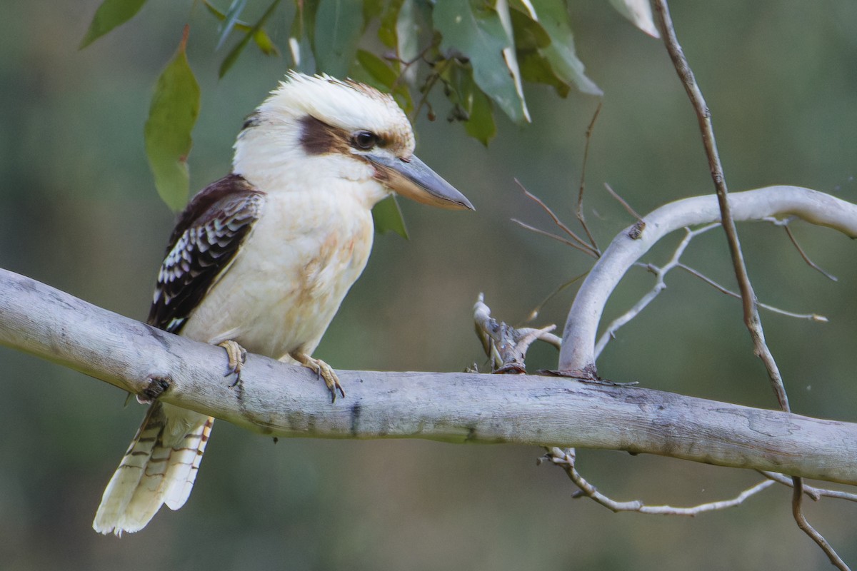 Laughing Kookaburra - ML642900132