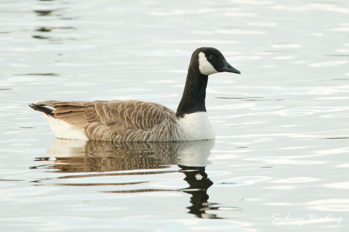 Canada Goose - ML642900135