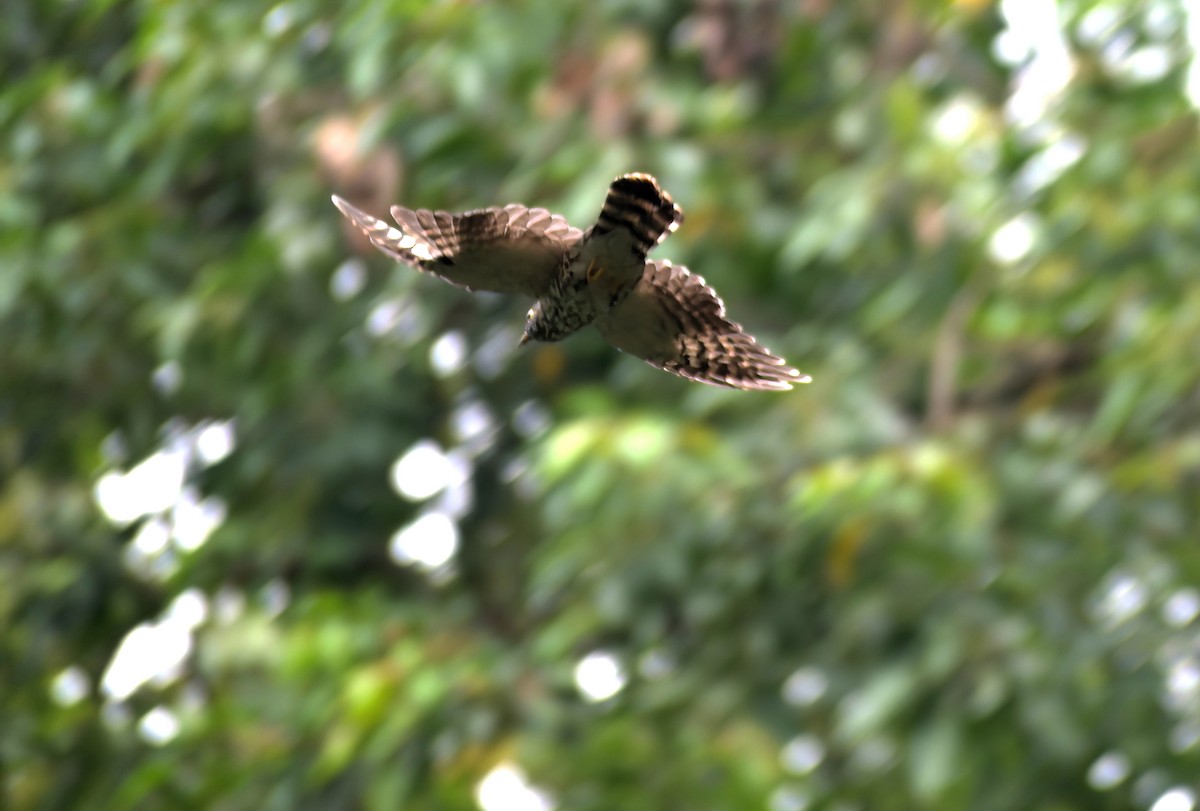 Malaysian Hawk-Cuckoo - ML642900152
