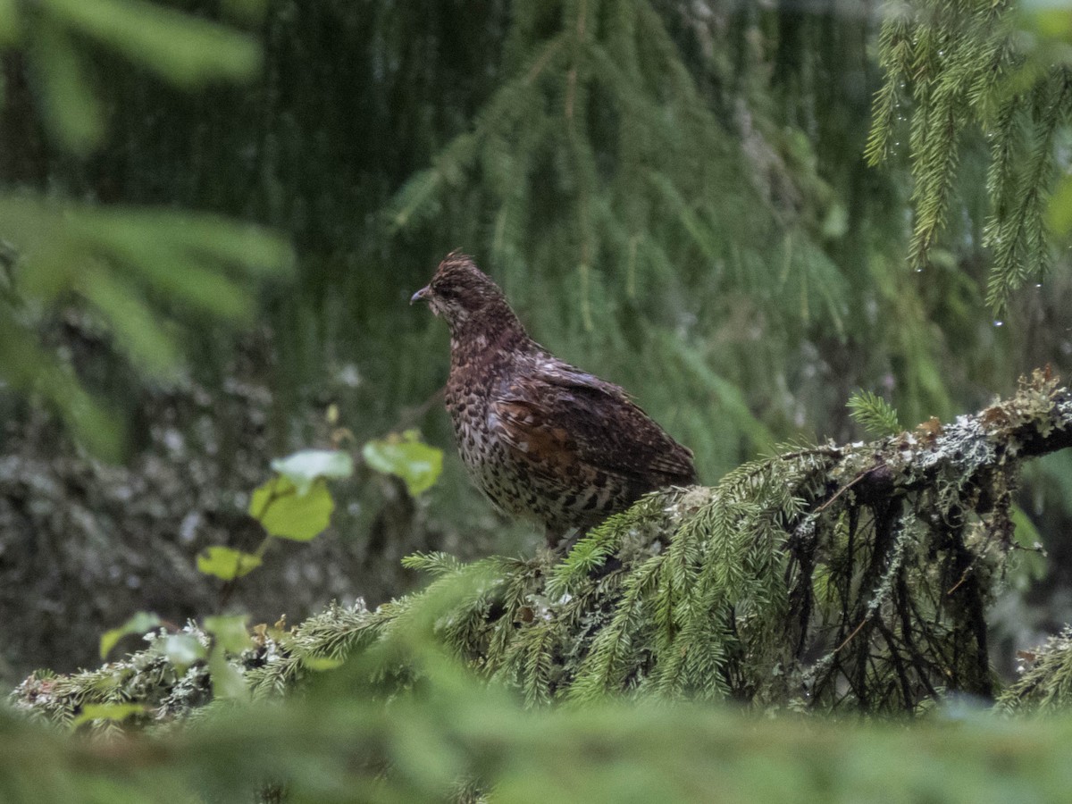 Hazel Grouse - ML642900159