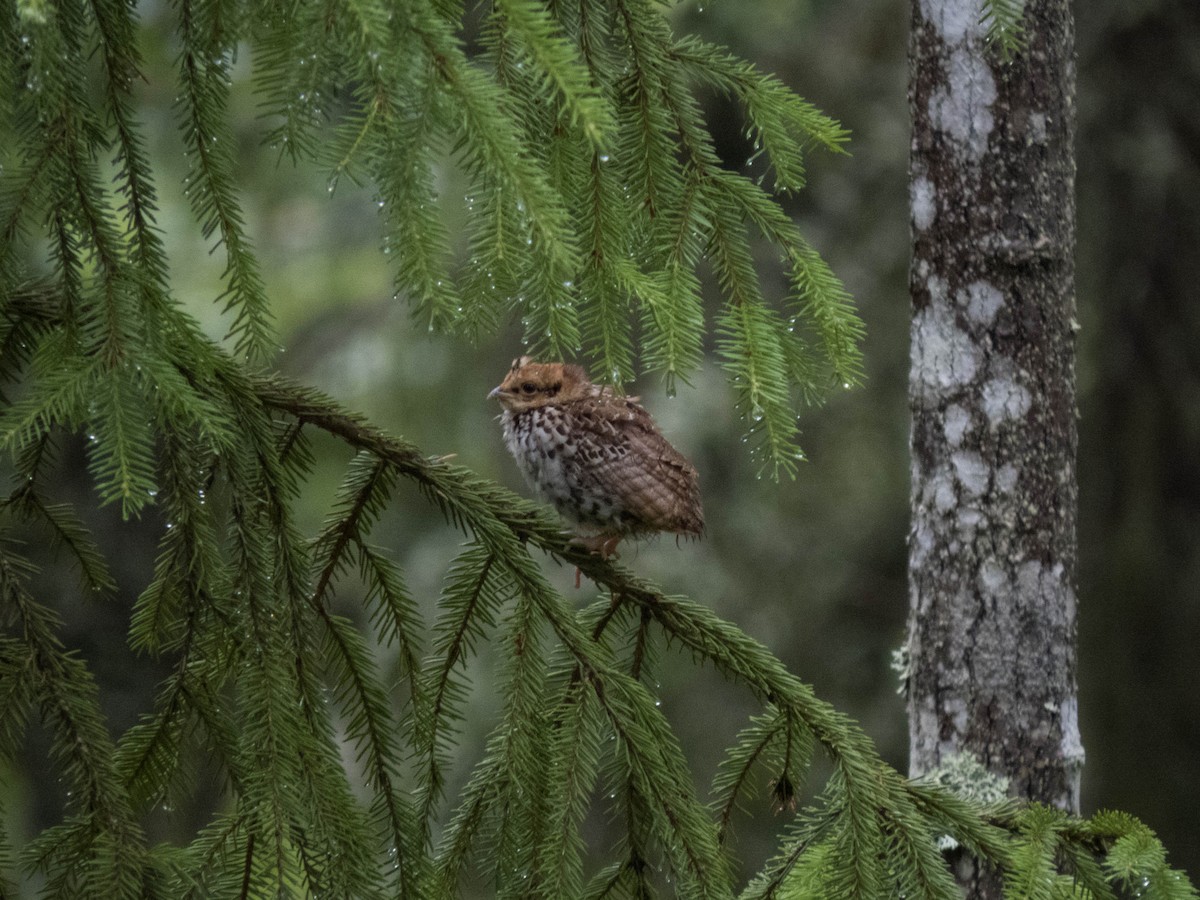 Hazel Grouse - ML642900160