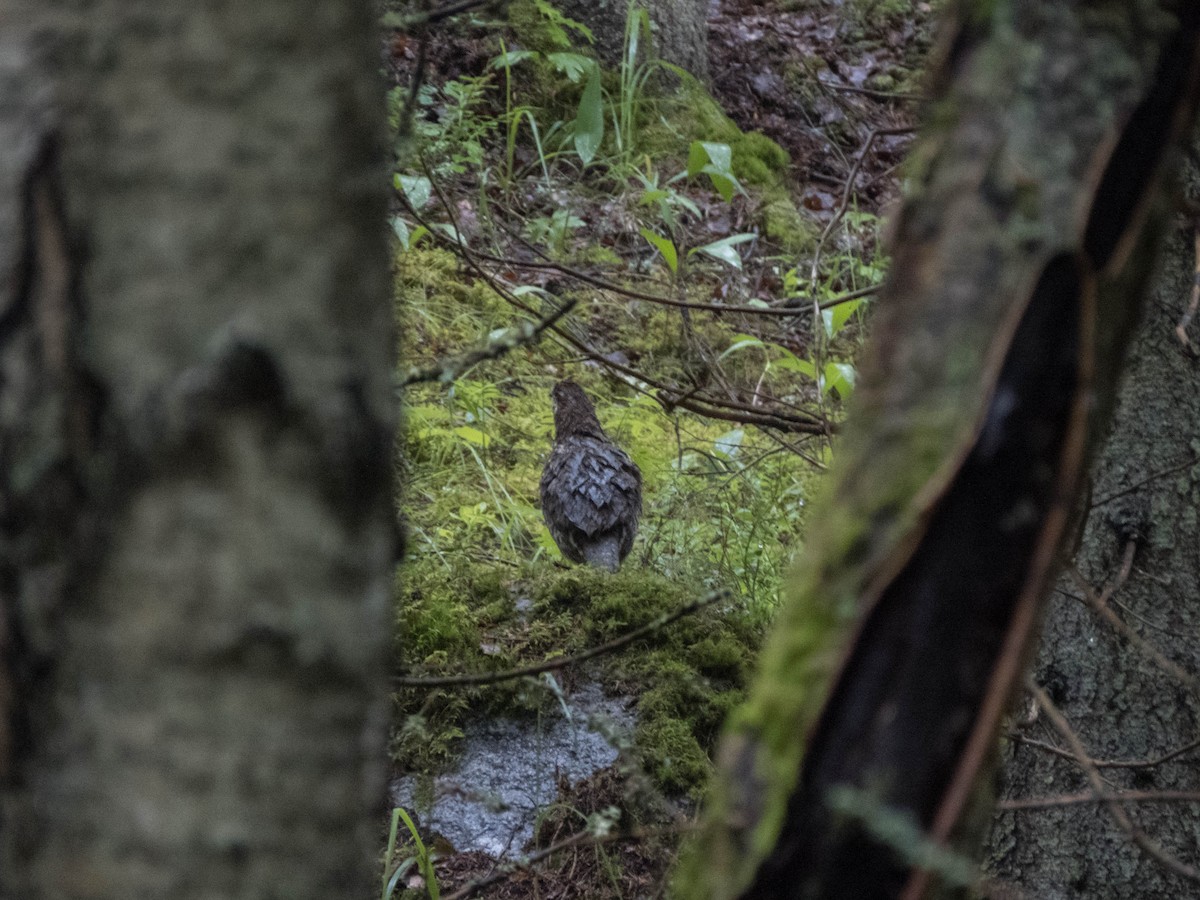 Hazel Grouse - ML642900162
