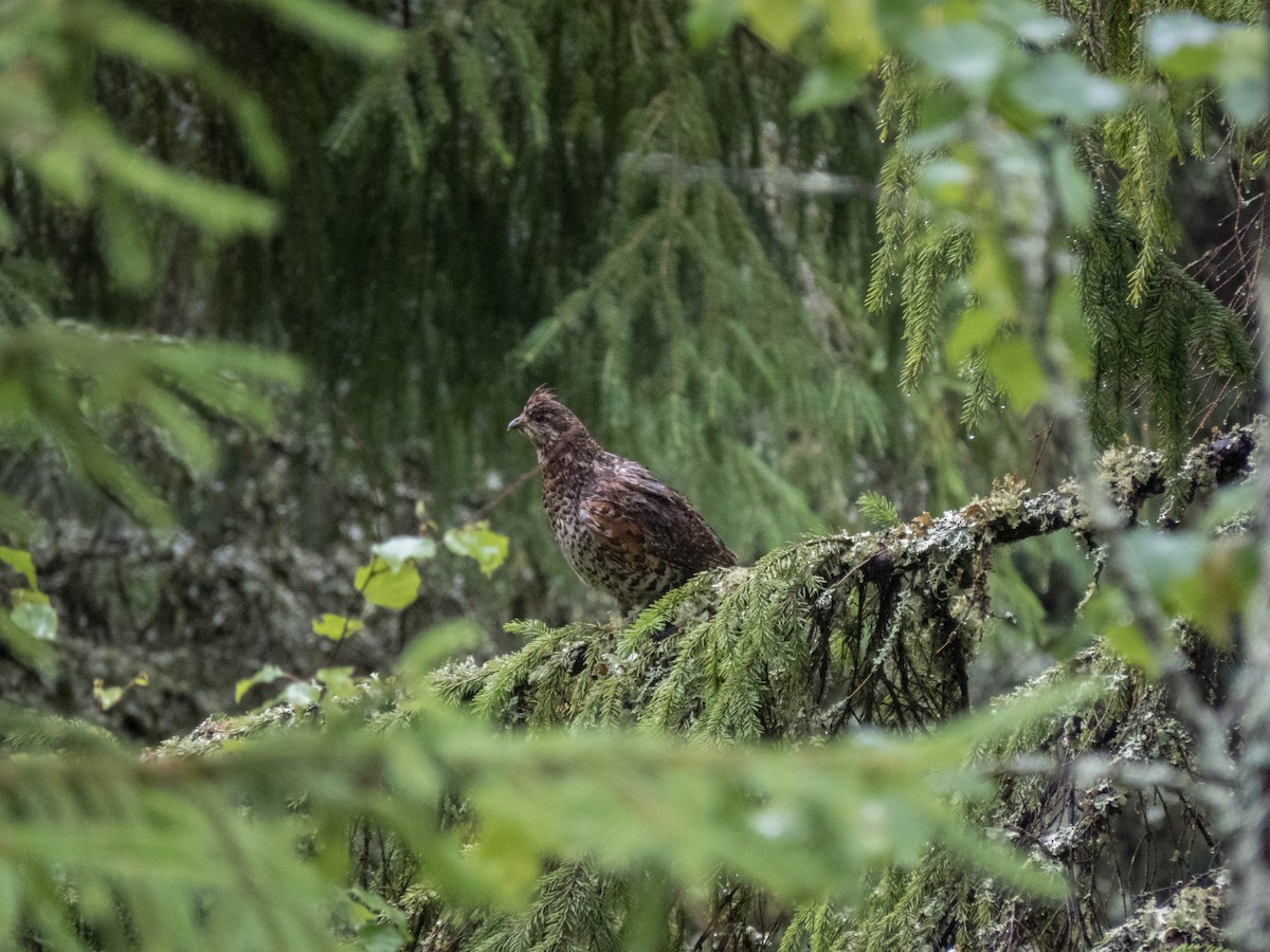 Hazel Grouse - ML642900163