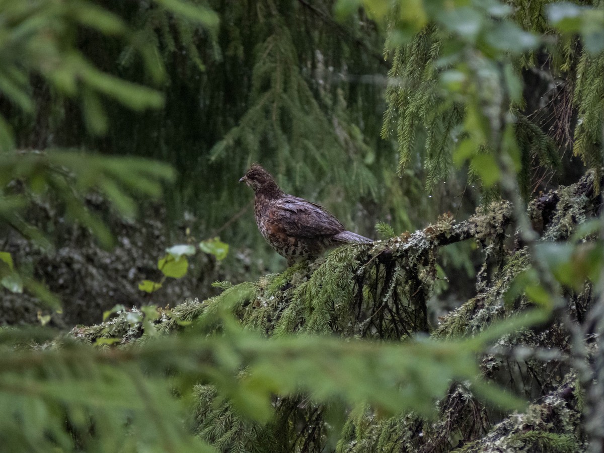 Hazel Grouse - ML642900164
