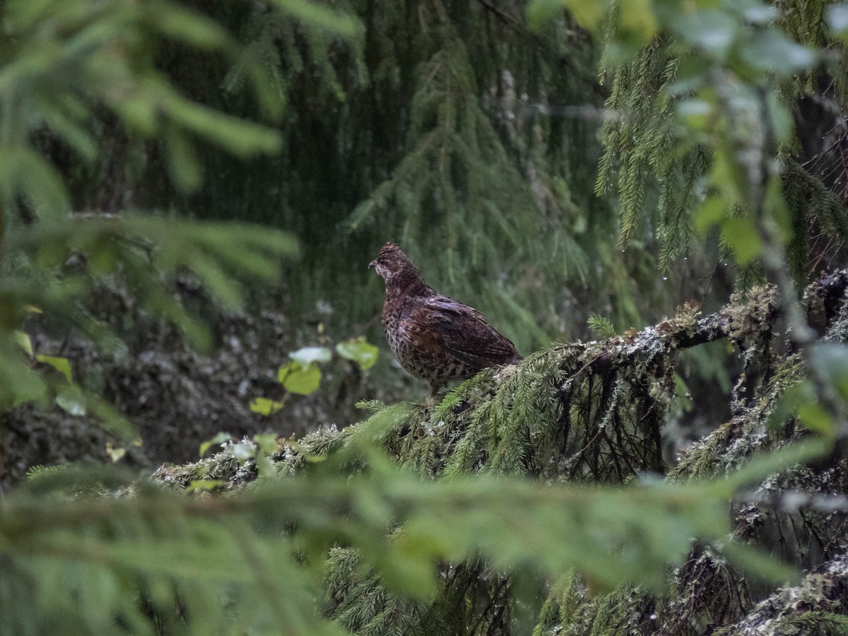 Hazel Grouse - ML642900165