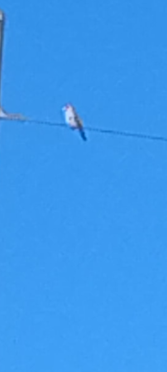 European Goldfinch - ML642900170