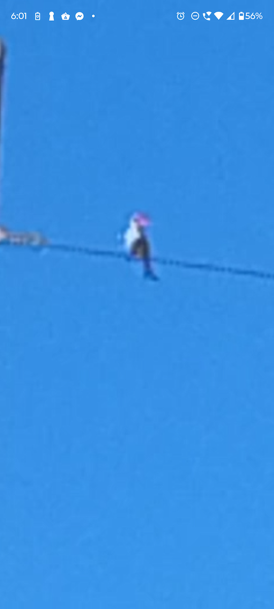European Goldfinch - ML642900172