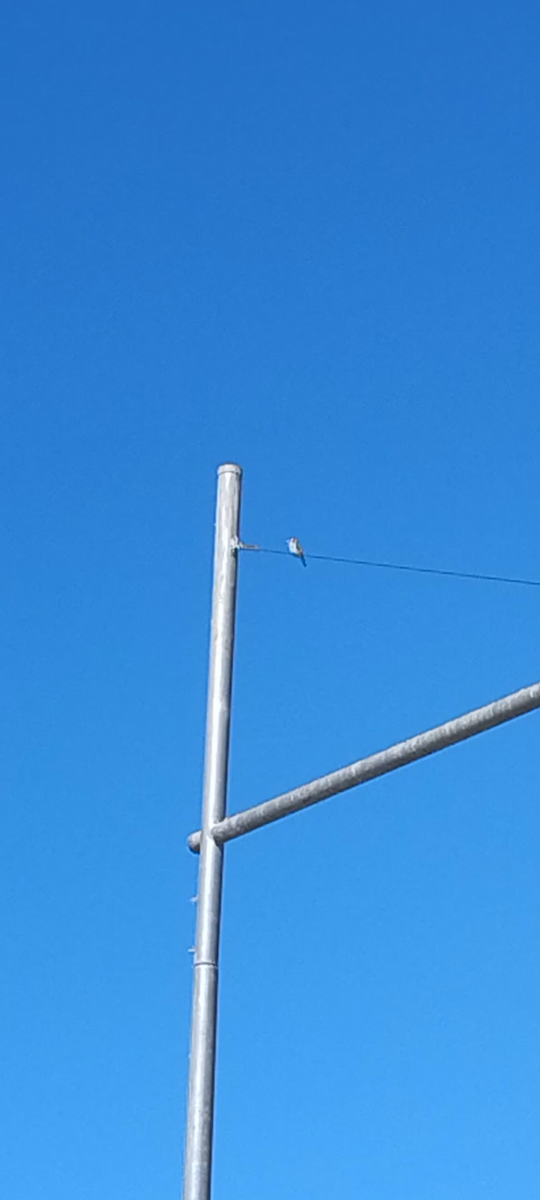 European Goldfinch - ML642900173