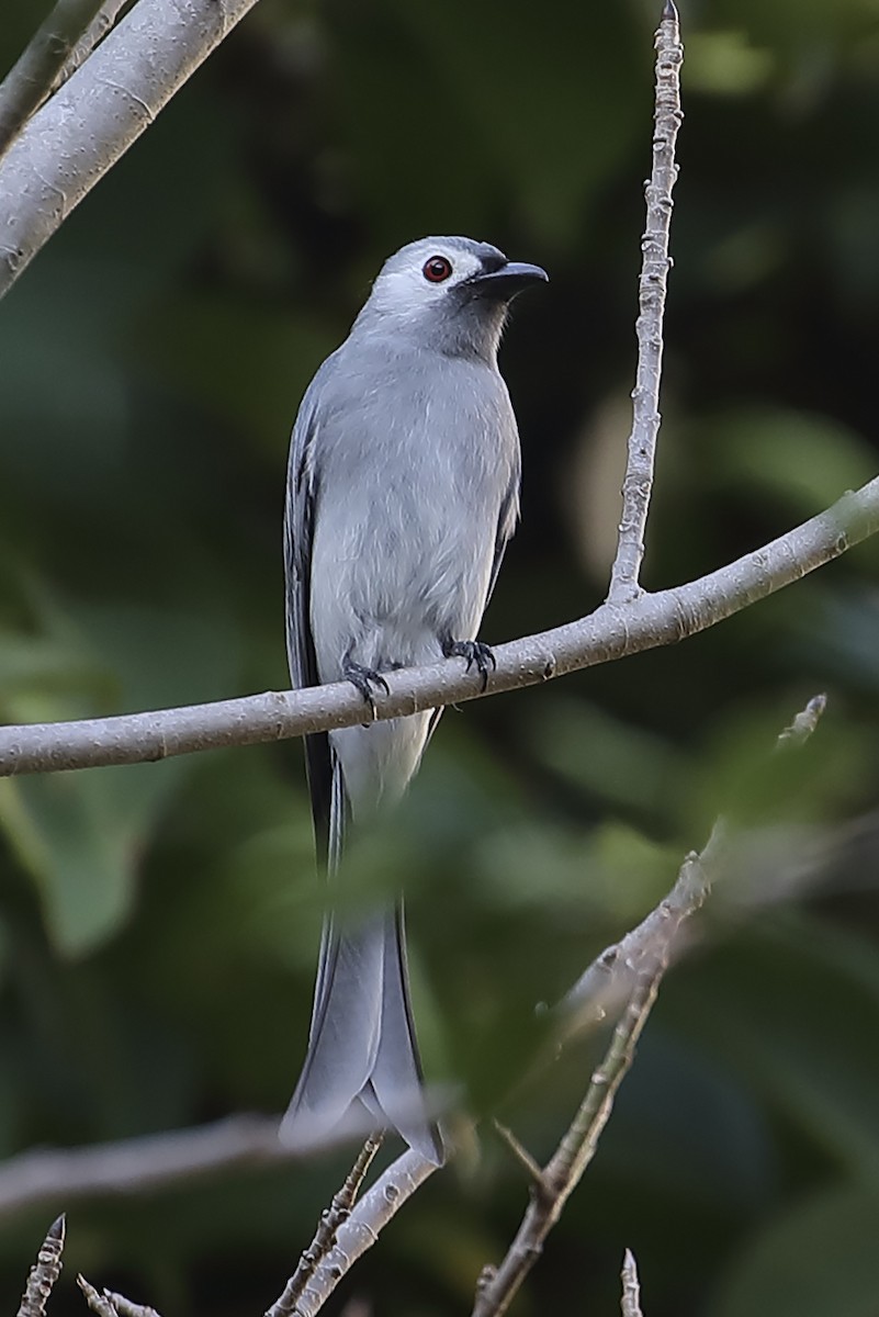 ハイイロオウチュウ（leucogenis） - ML642900175