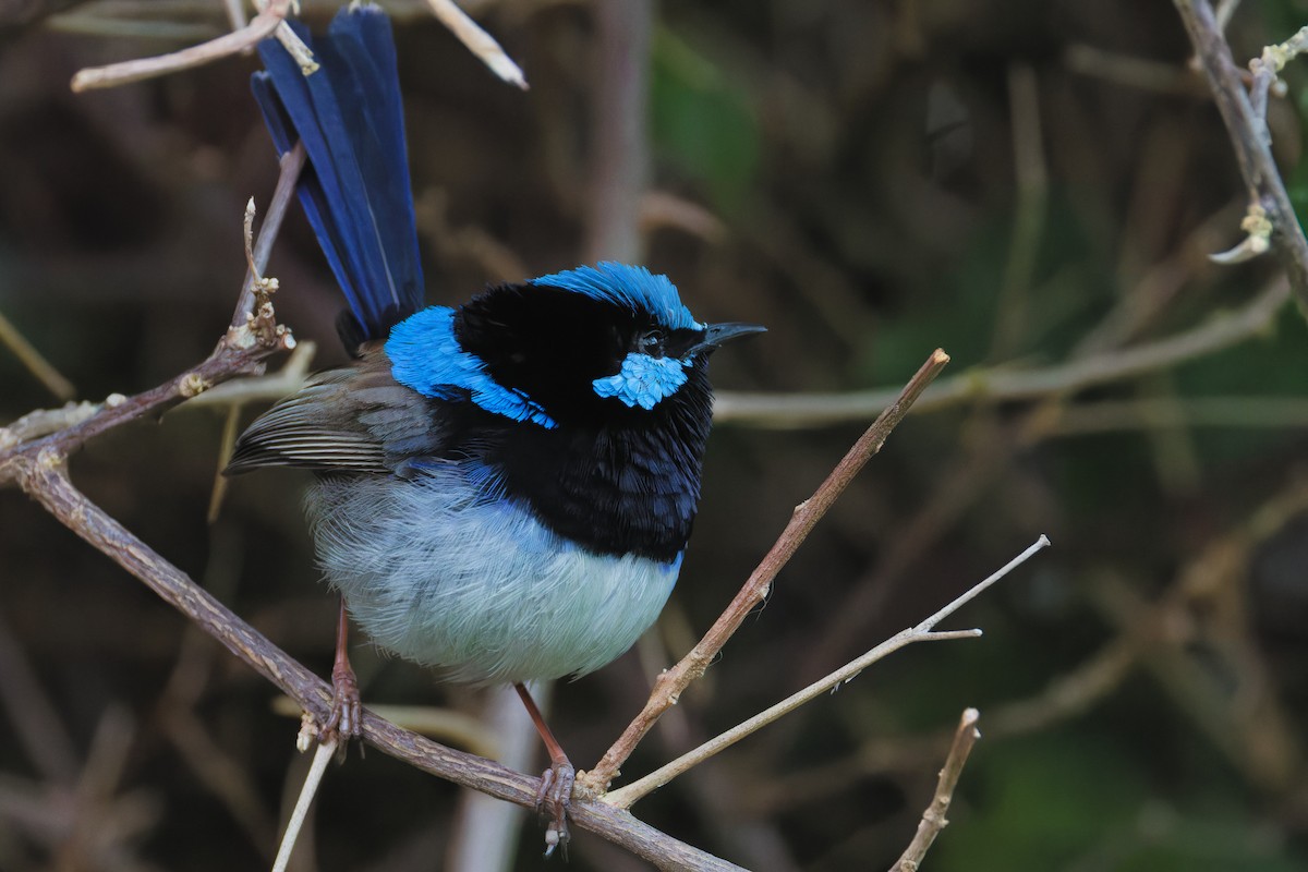 ルリオーストラリアムシクイ - ML642900178