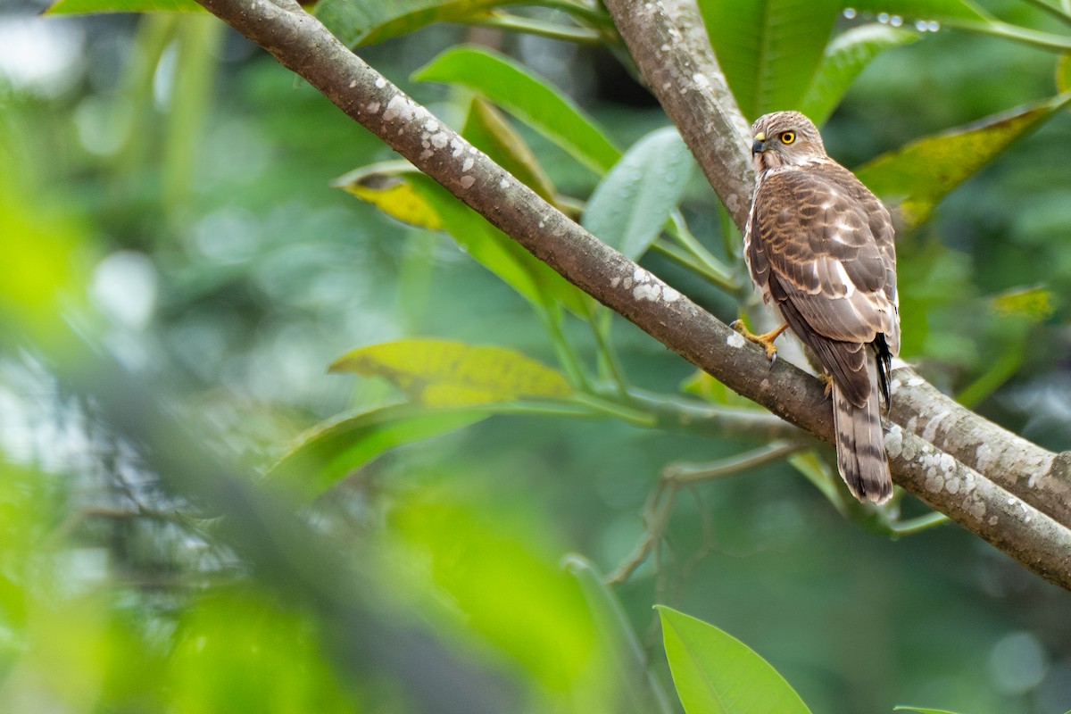 Shikra - ML642900180