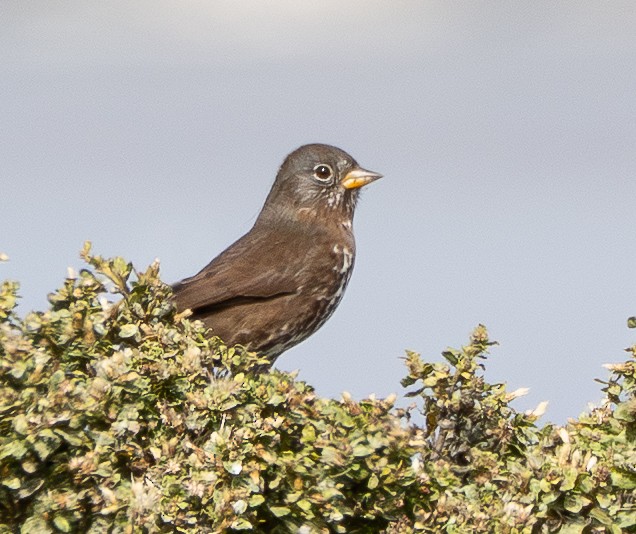 Fox Sparrow - ML642900210