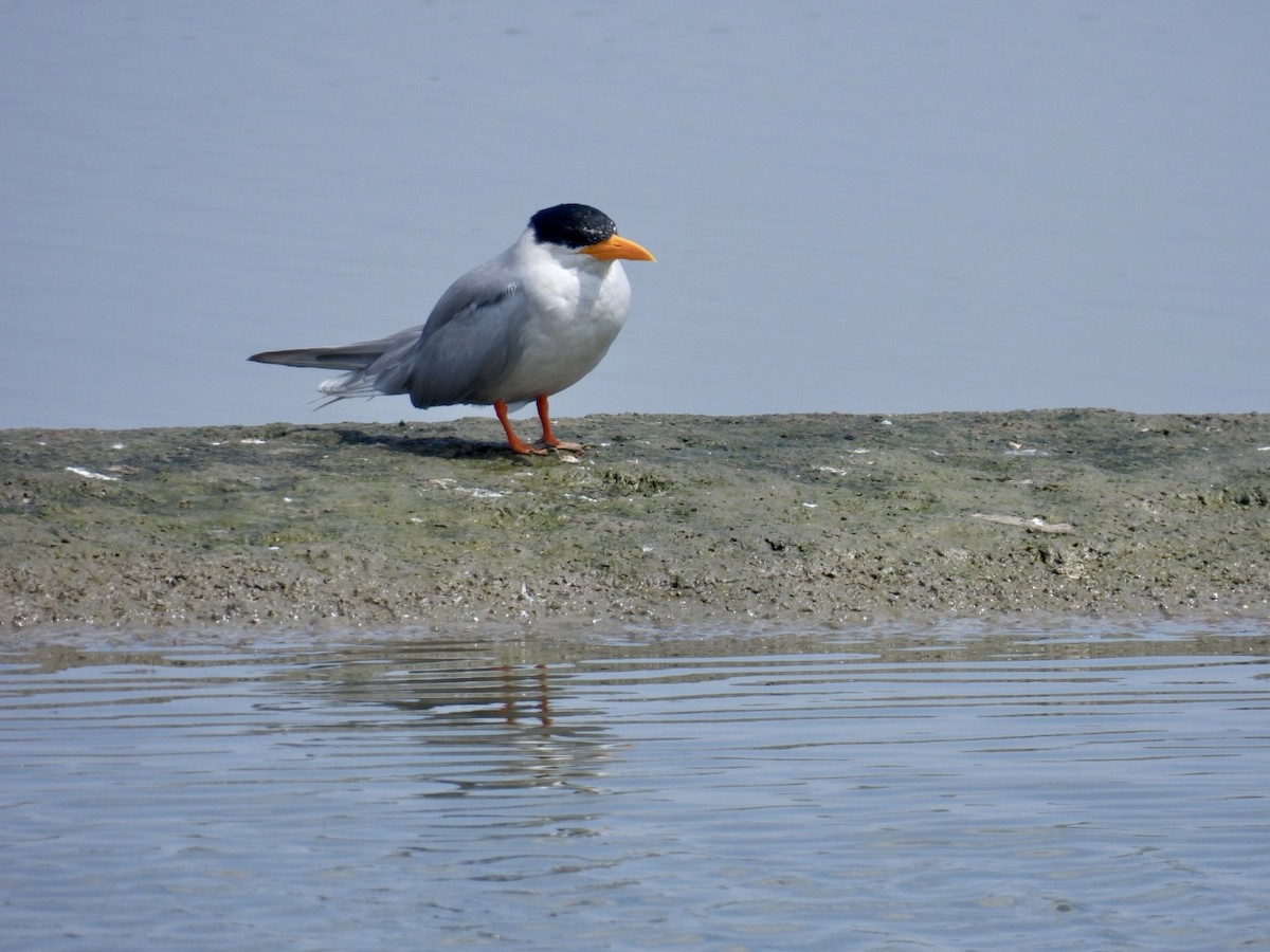River Tern - ML642900211