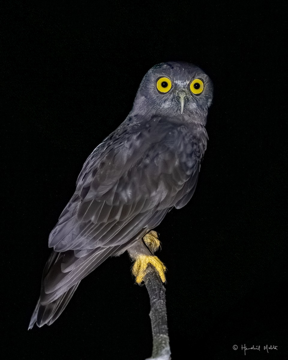 Hume's Boobook - ML642900213