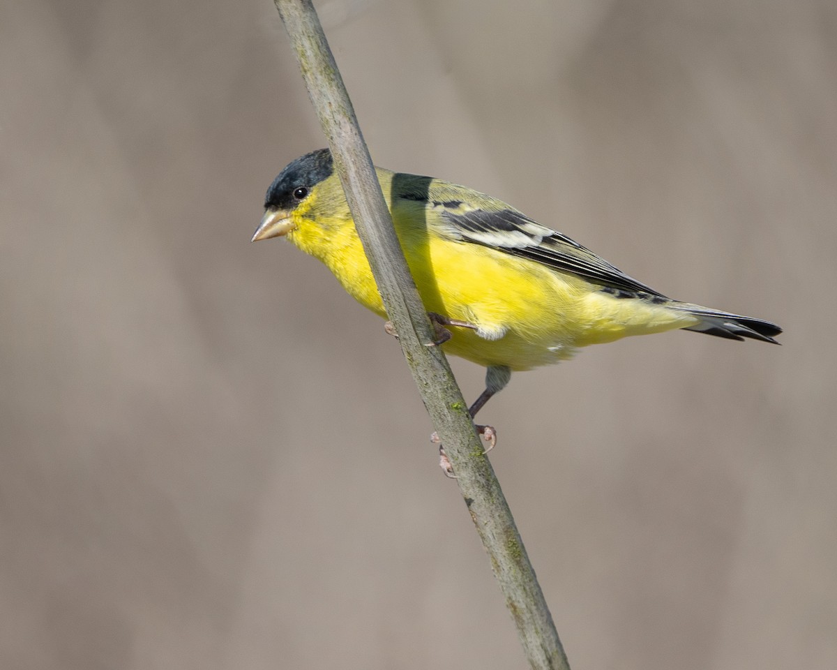 Lesser Goldfinch - ML642900222