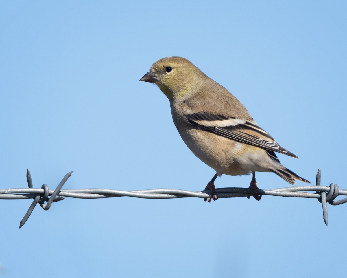 American Goldfinch - ML642900223