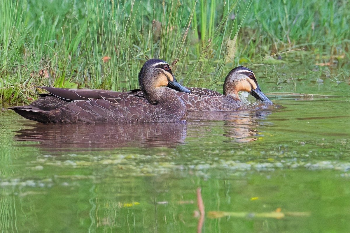 Pacific Black Duck - ML642900239