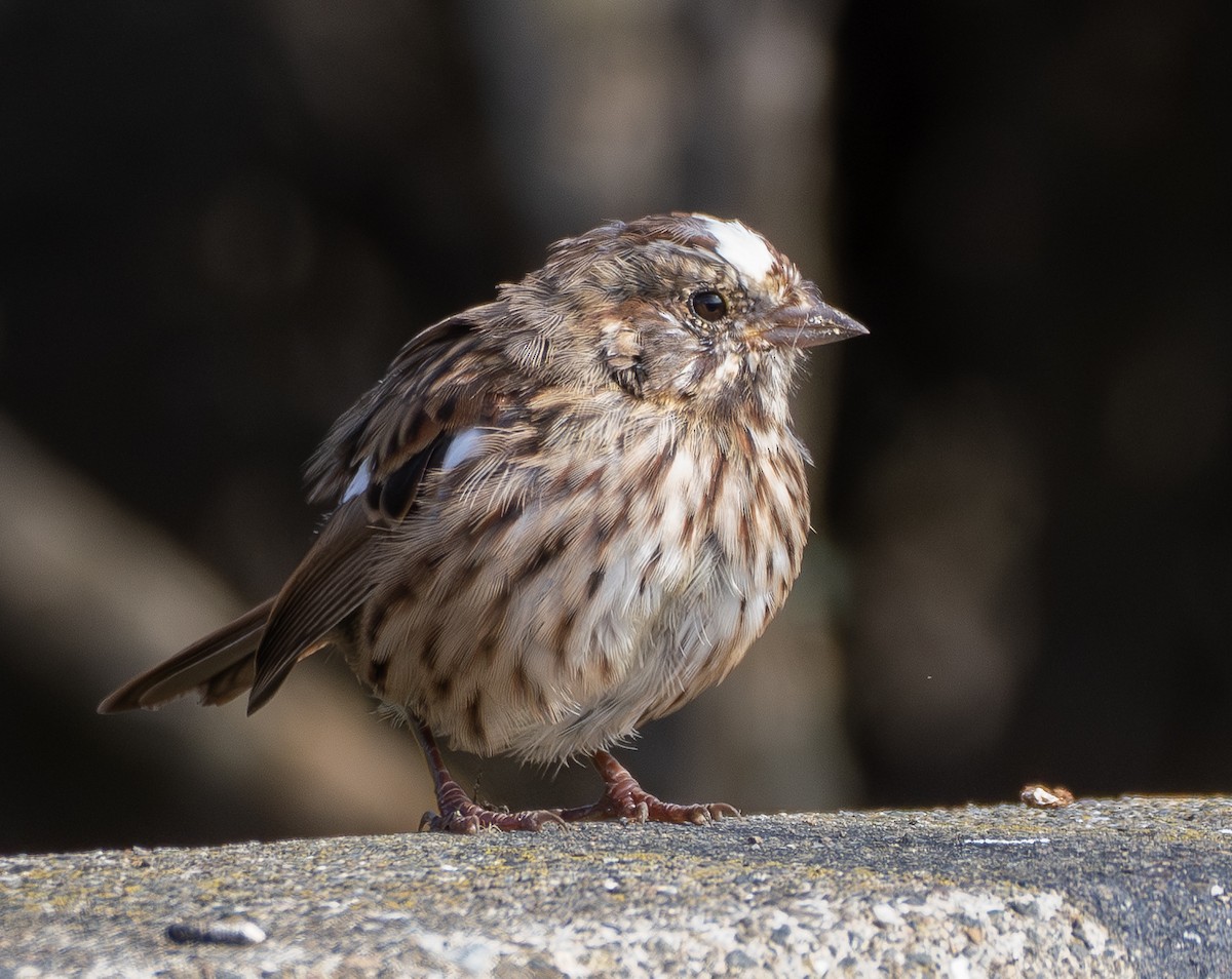 Song Sparrow - ML642900240