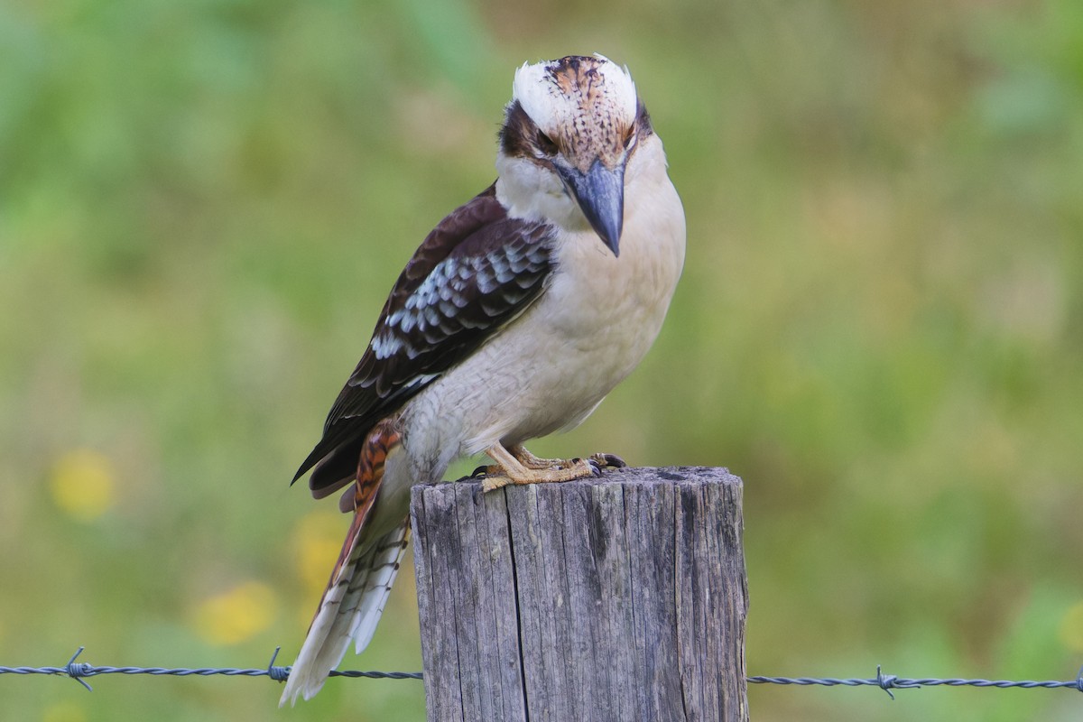 Laughing Kookaburra - ML642900241