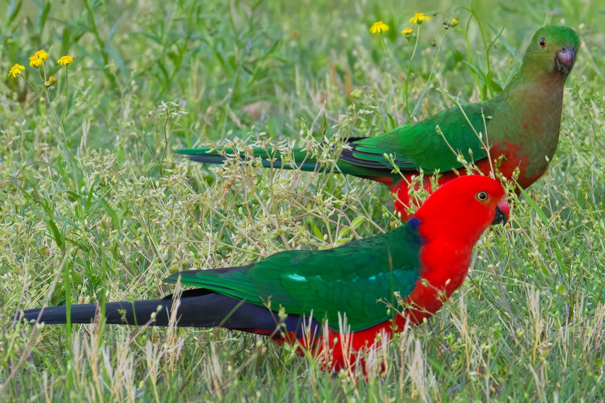 Australian King-Parrot - ML642900244