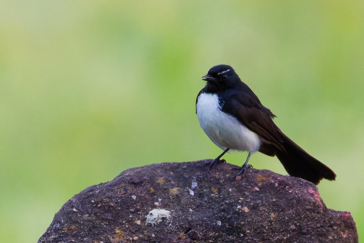 Willie-wagtail - ML642900252