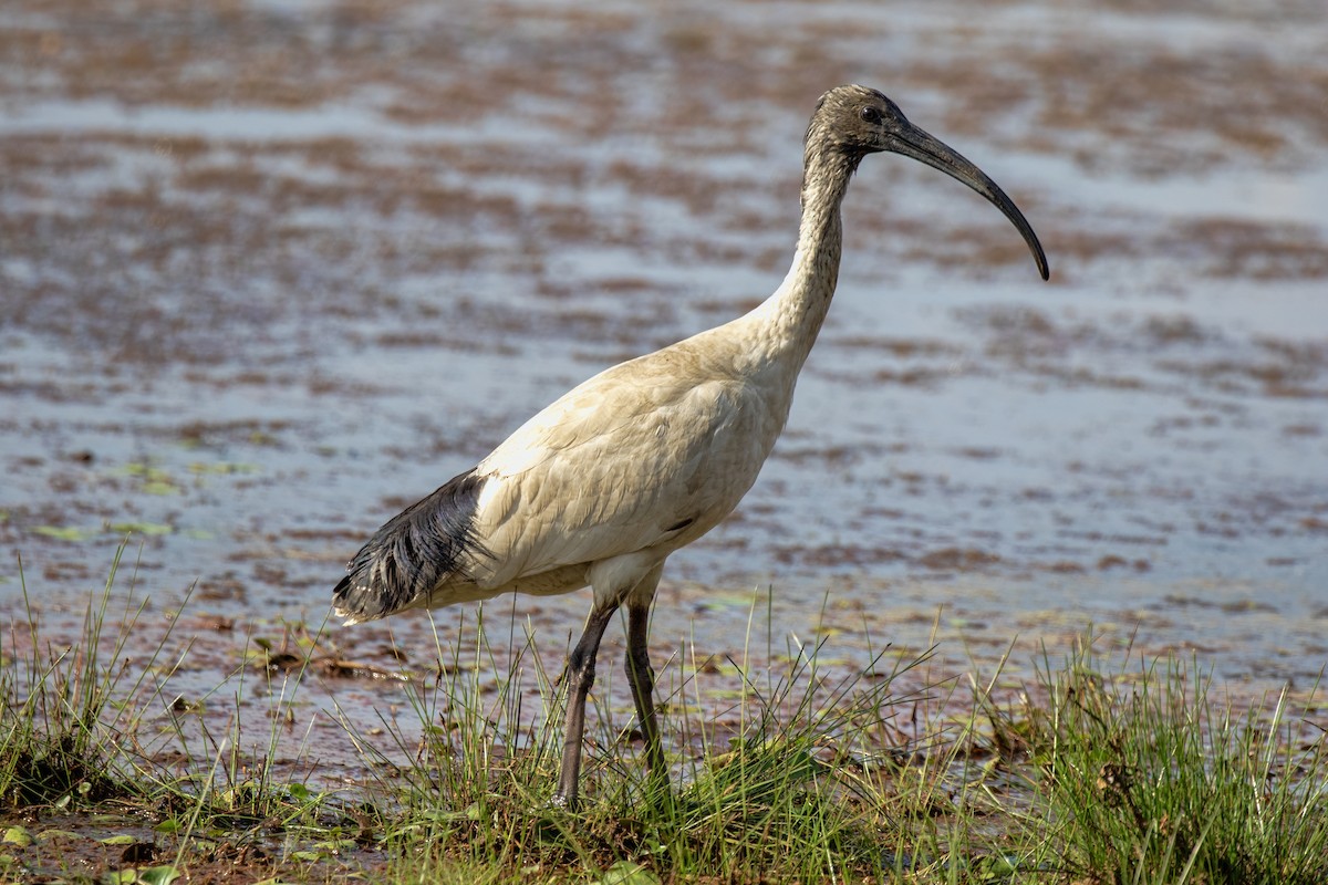 australibis - ML642900256