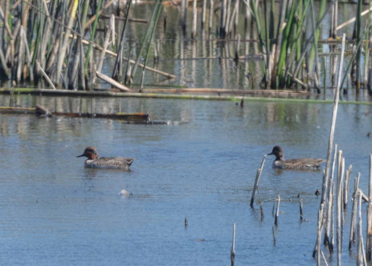 Green-winged Teal - ML642900259