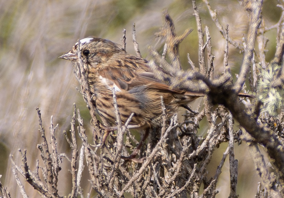 Song Sparrow - ML642900260