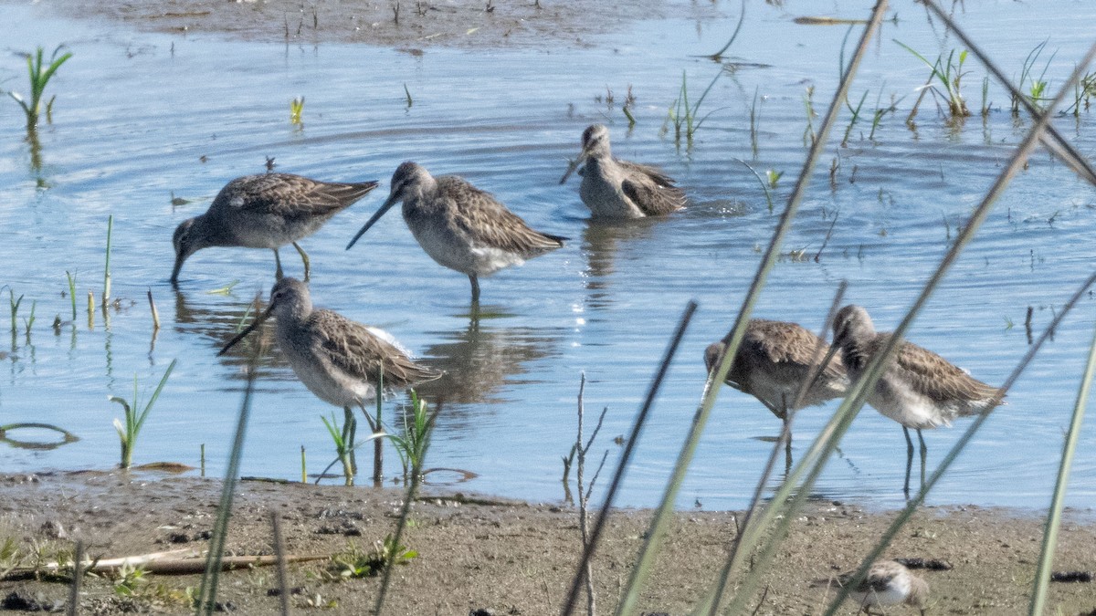 Хараалжин цууцил - ML642900273