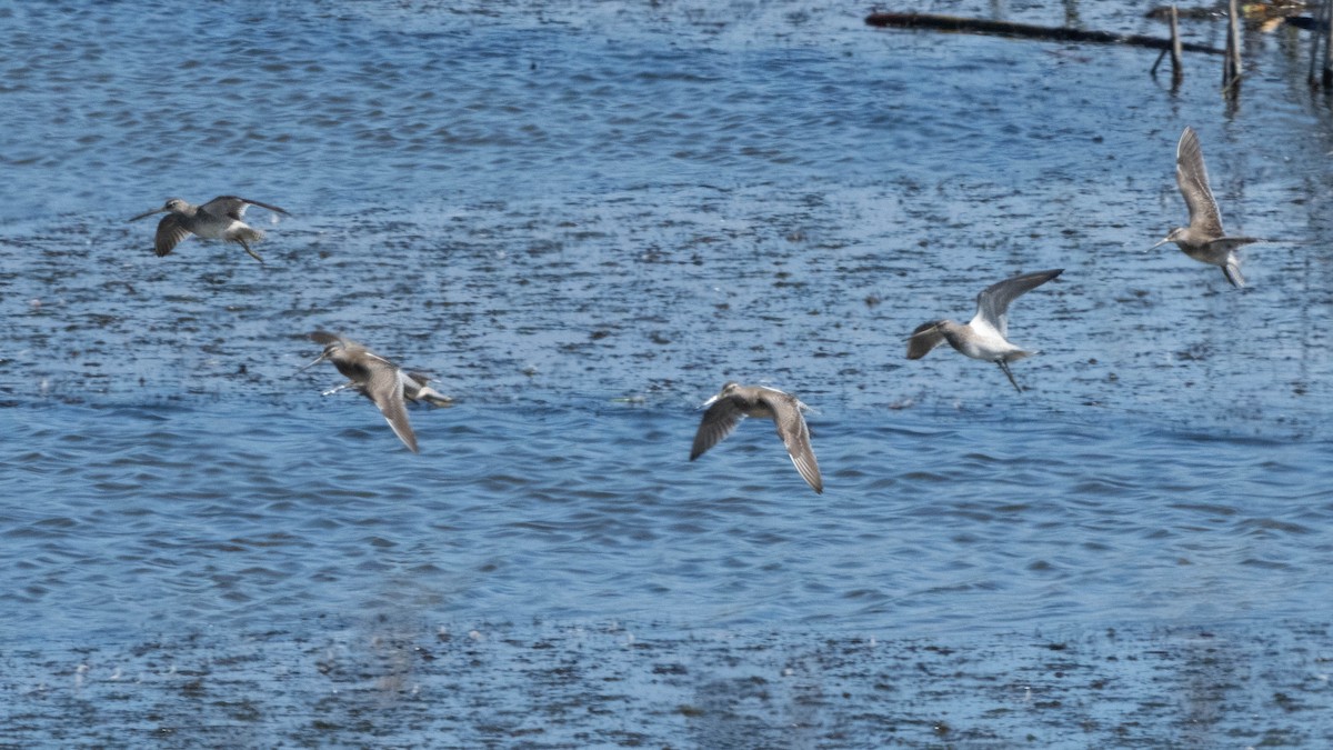 Short-billed/Long-billed Dowitcher - ML642900274