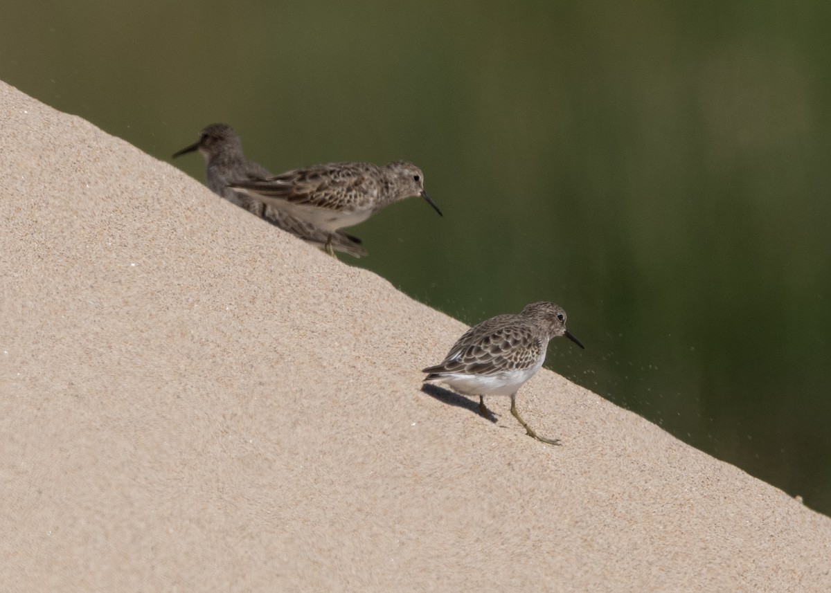 Least Sandpiper - ML642900278