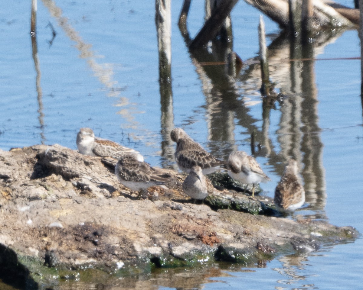 Western Sandpiper - ML642900279