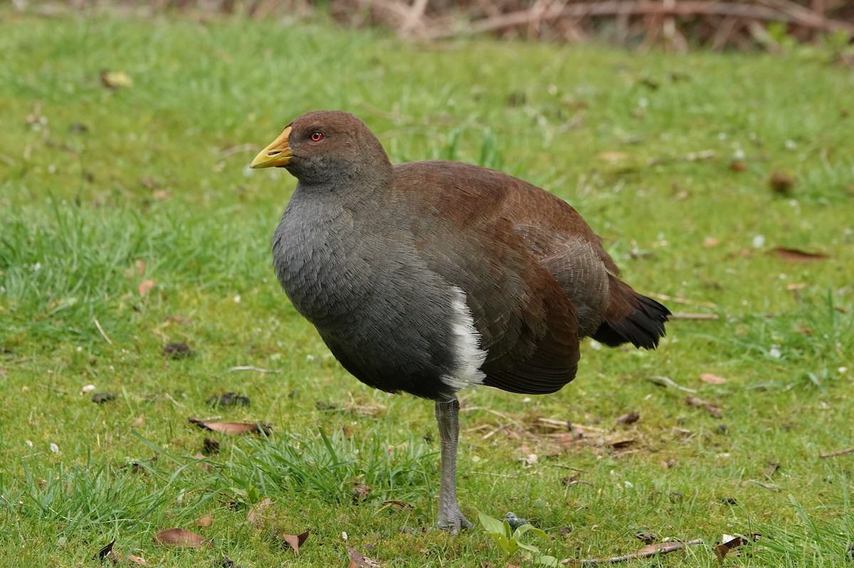 Tasmanian Nativehen - ML642900280