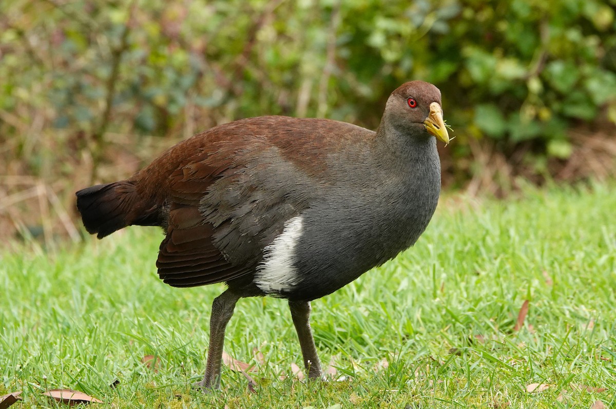 Tasmanian Nativehen - ML642900281