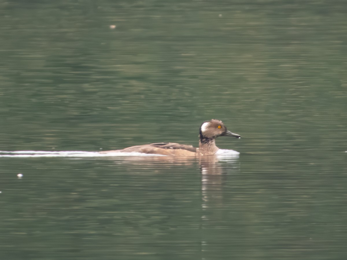 Hooded Merganser - ML642900282