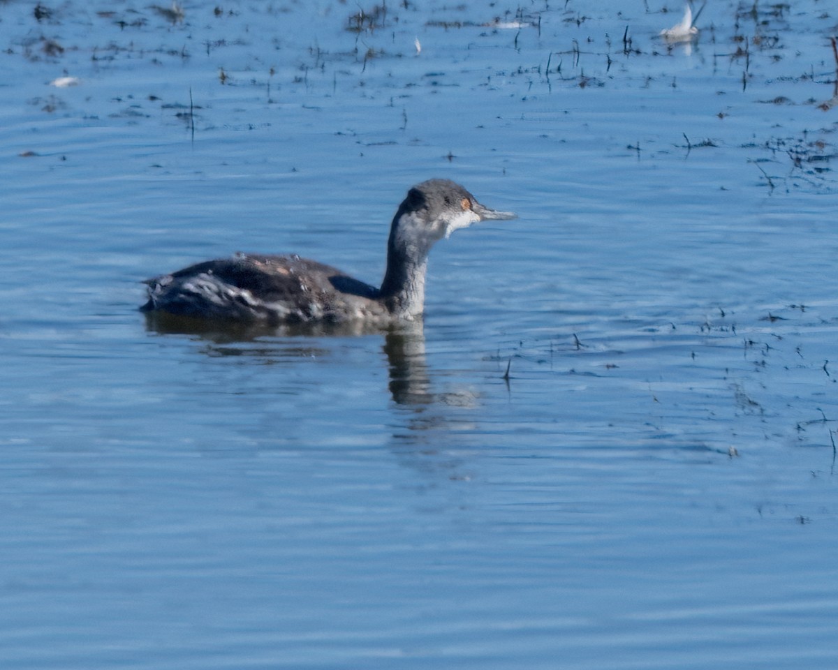 Халтар шунгуур - ML642900283