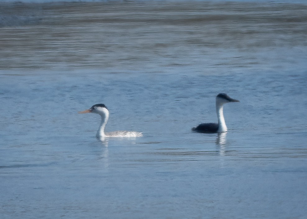 Clark's Grebe - ML642900286