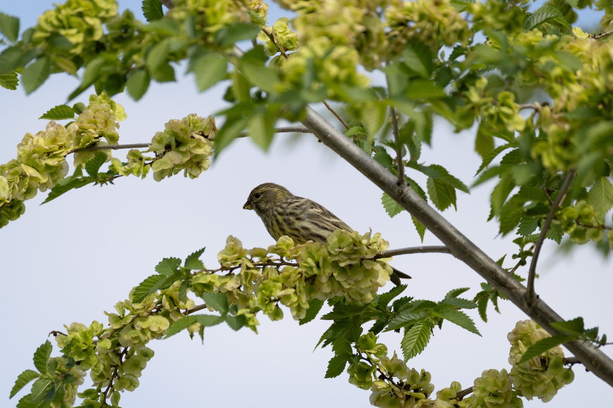 European Serin - ML642900287