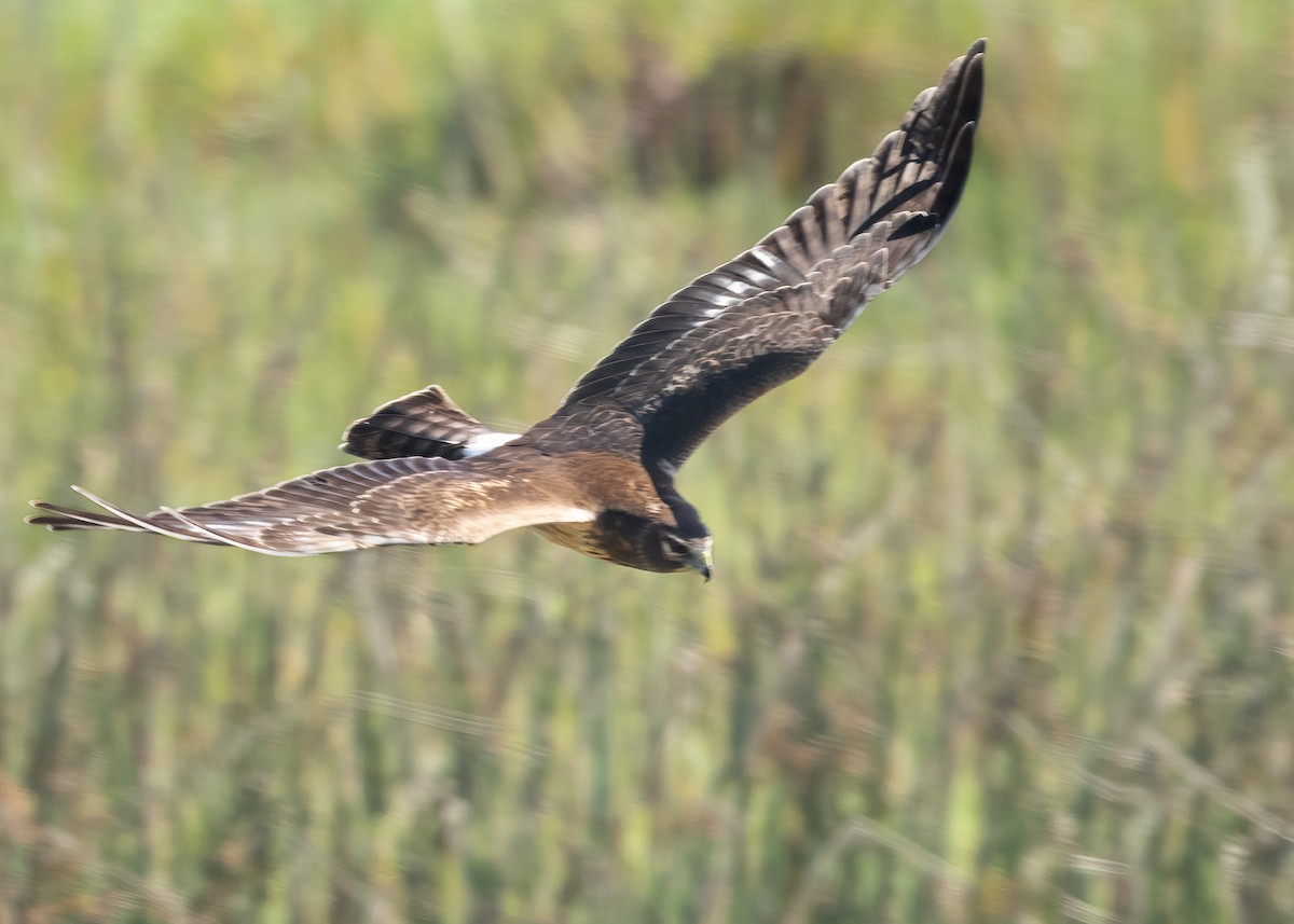 Northern Harrier - ML642900289