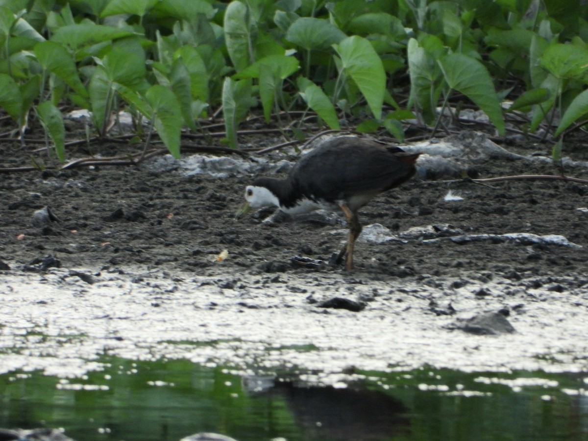 White-breasted Waterhen - ML642900303