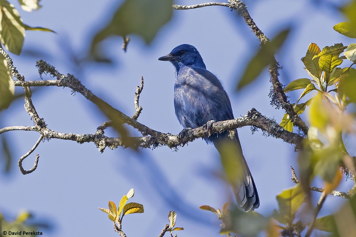 Unicolored Jay - ML642900305