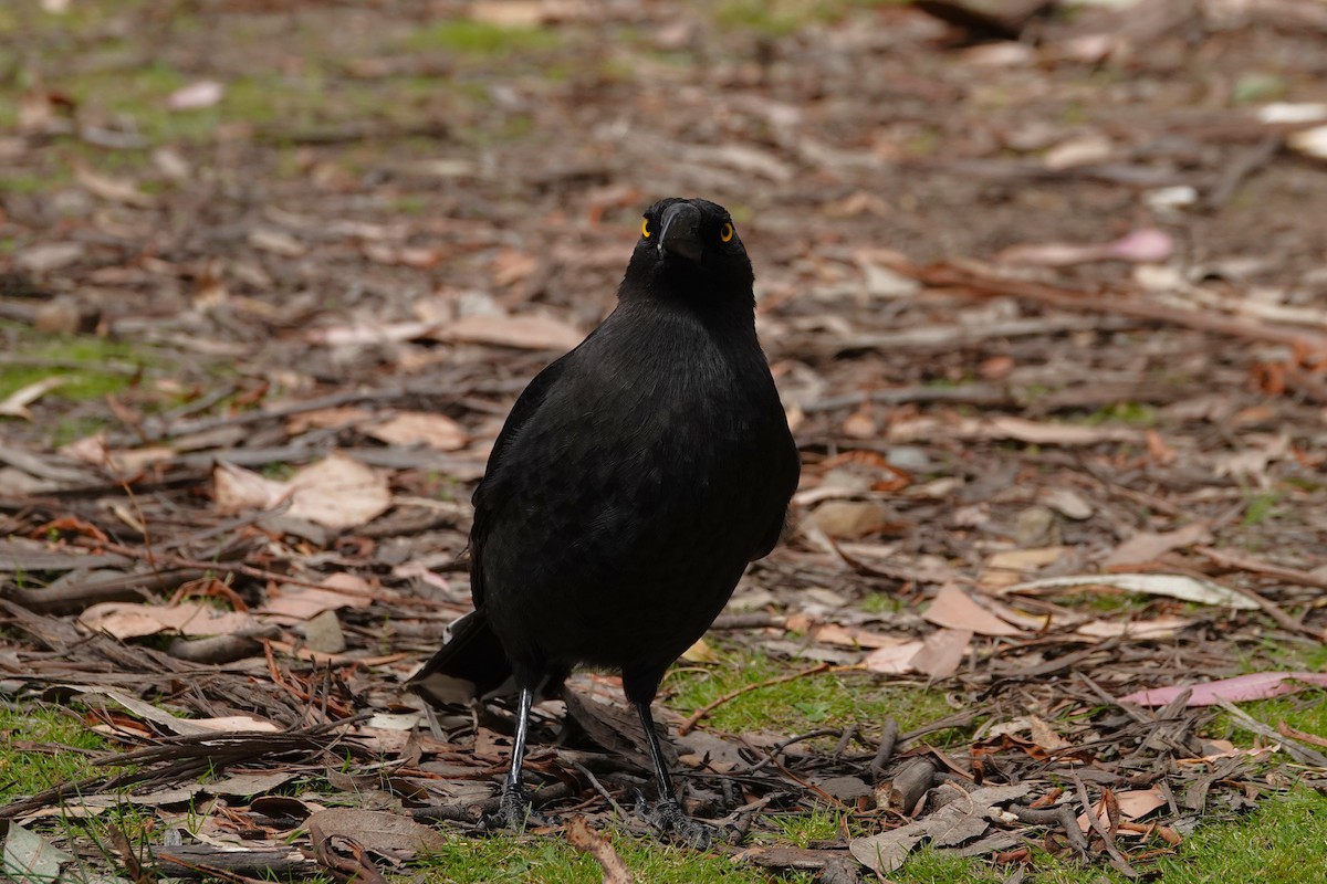 Black Currawong - ML642900324