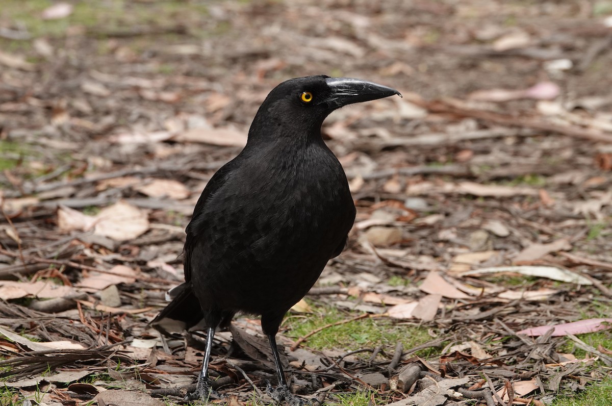 Black Currawong - ML642900325