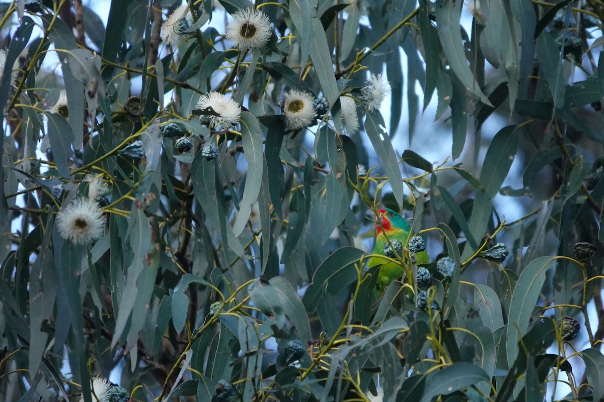 Swift Parrot - ML642900327