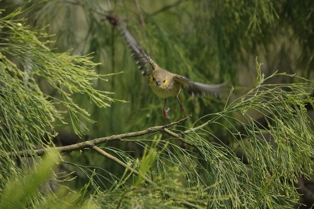 Forty-spotted Pardalote - ML642900329