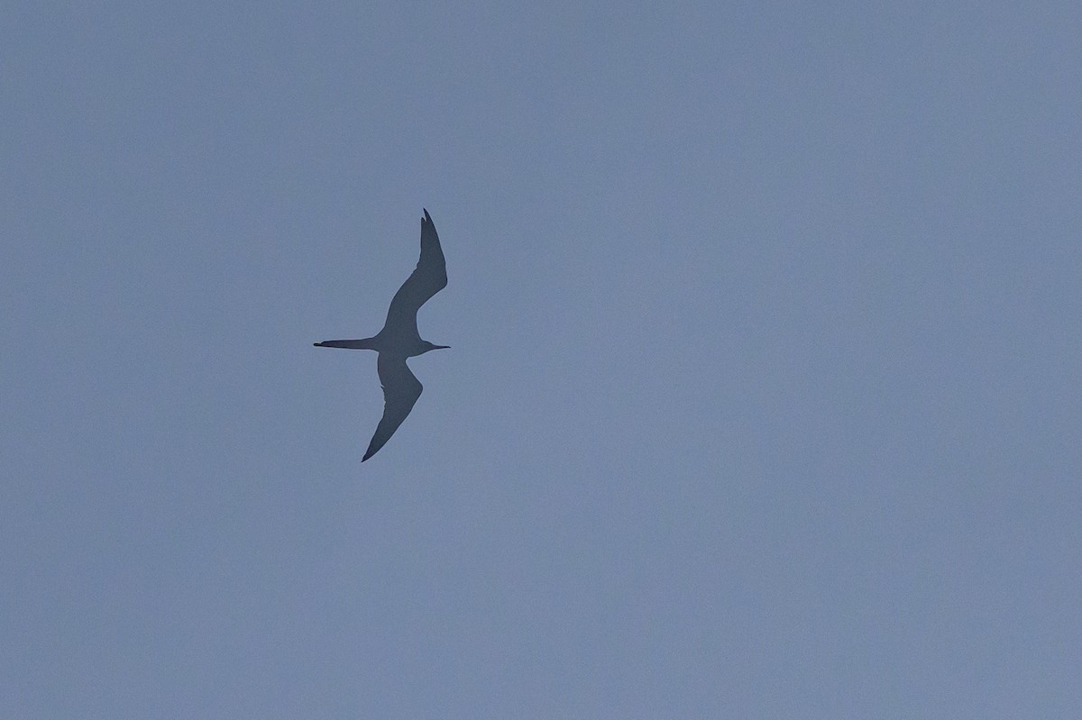 Magnificent Frigatebird - ML642900331