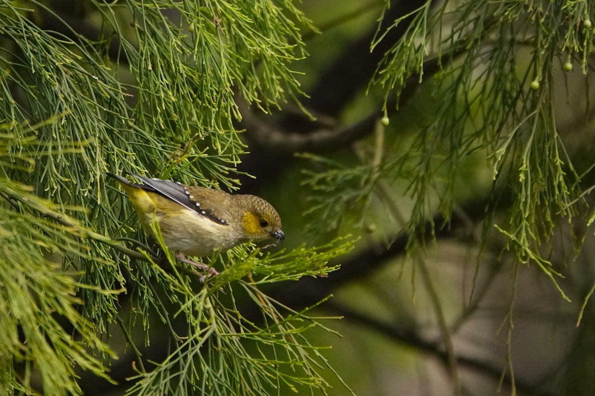 Forty-spotted Pardalote - ML642900332